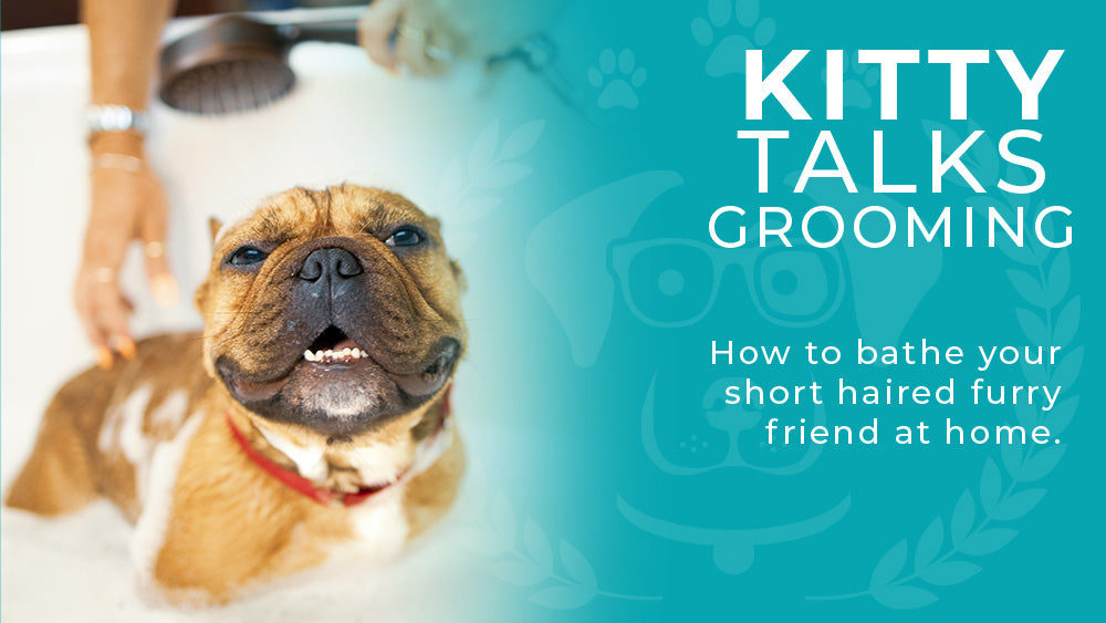 Grooming Tips - Washing your short-haired dog, or puppy at home.