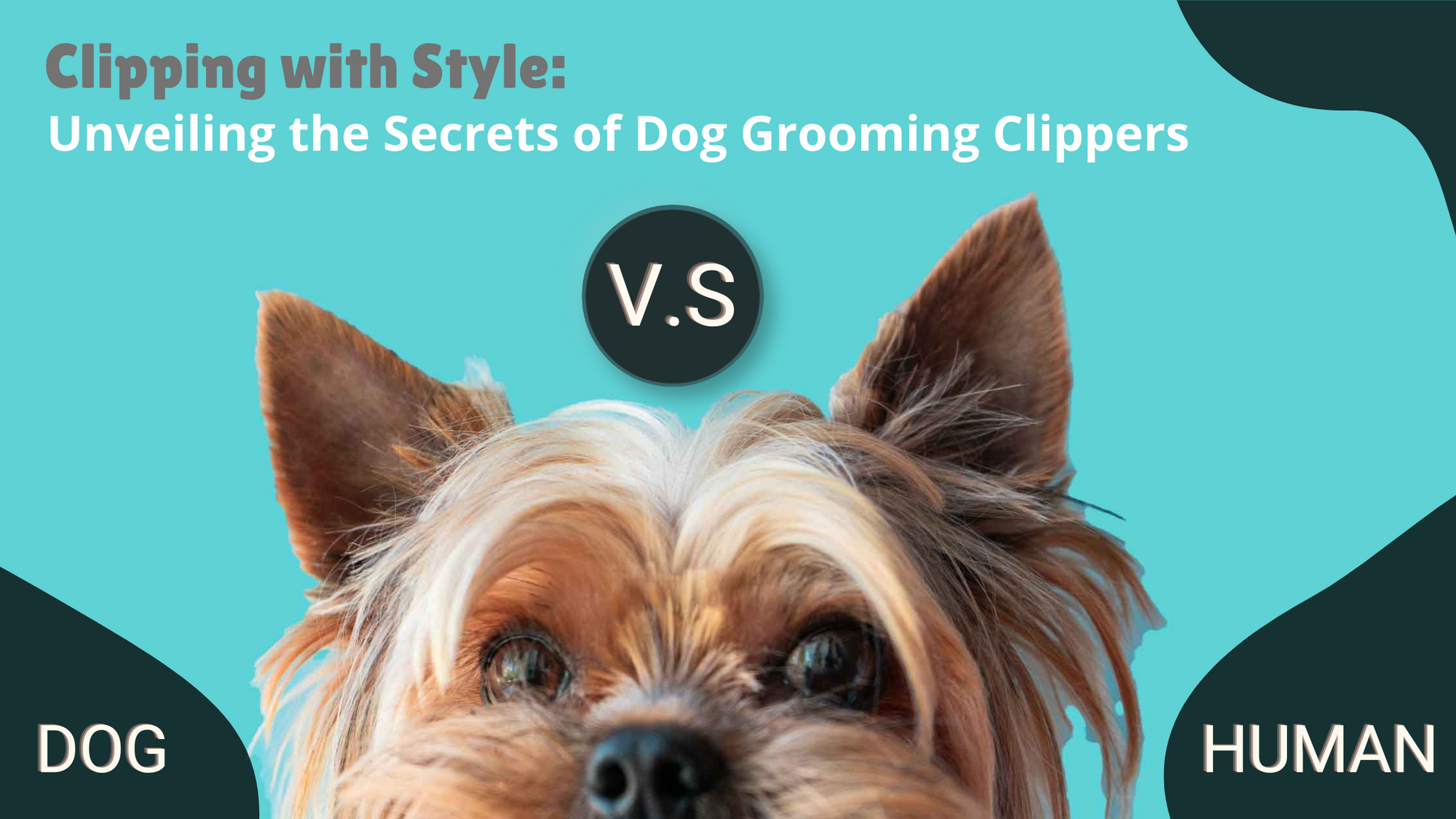 Clipping with Style: Unveiling the Secrets of Dog Grooming Clippers