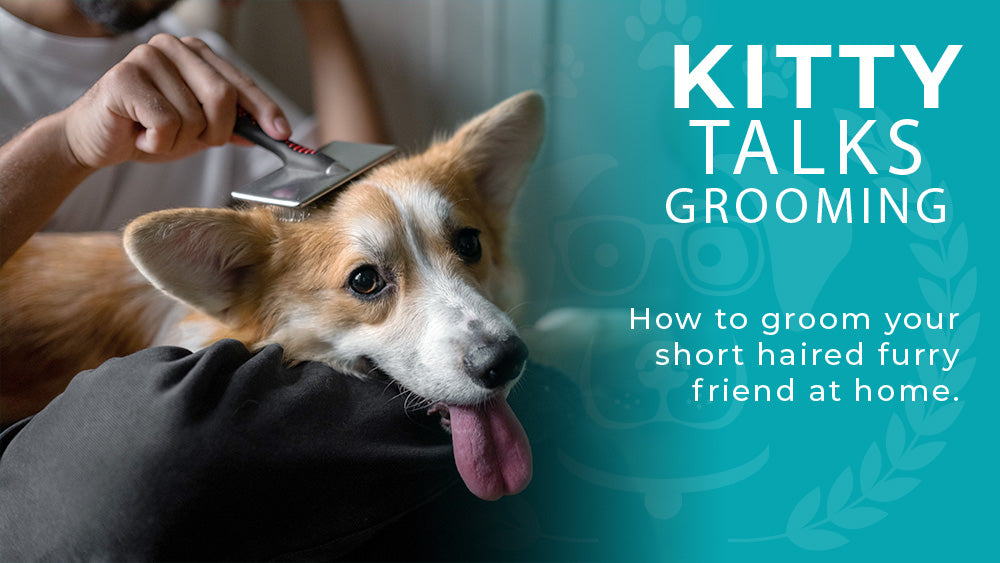 Dog Grooming Leggings Hair Resistant Multi-Color Scissor Paw Print :  : Pet Supplies