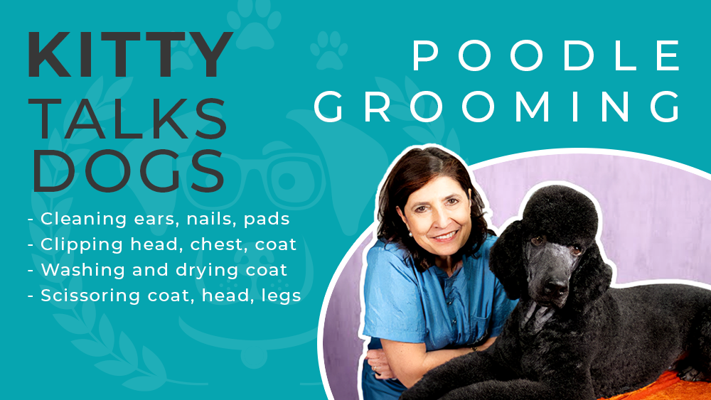 Kitty Talks Dogs - Grooming Theo The Standard Poodle With Snap-On-Combs