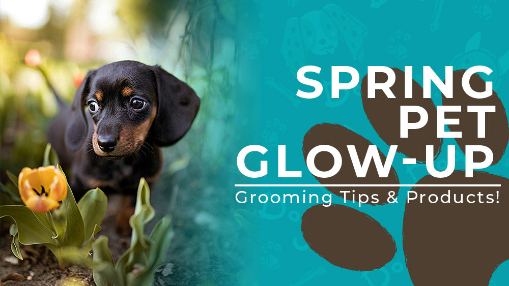 Spring Grooming Tips for Your Furry Friends