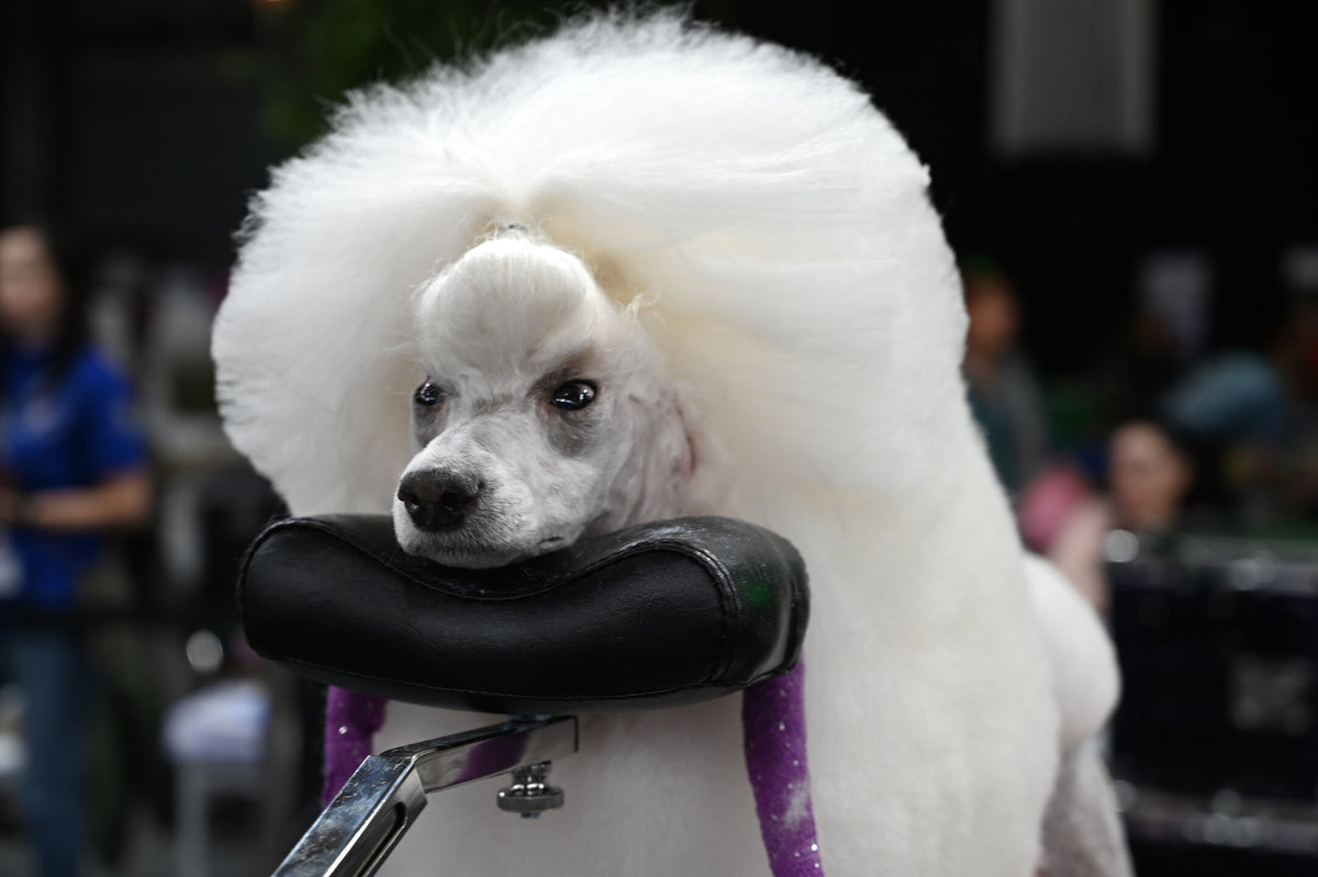 Groom-X Pro Comfort Chin Rest