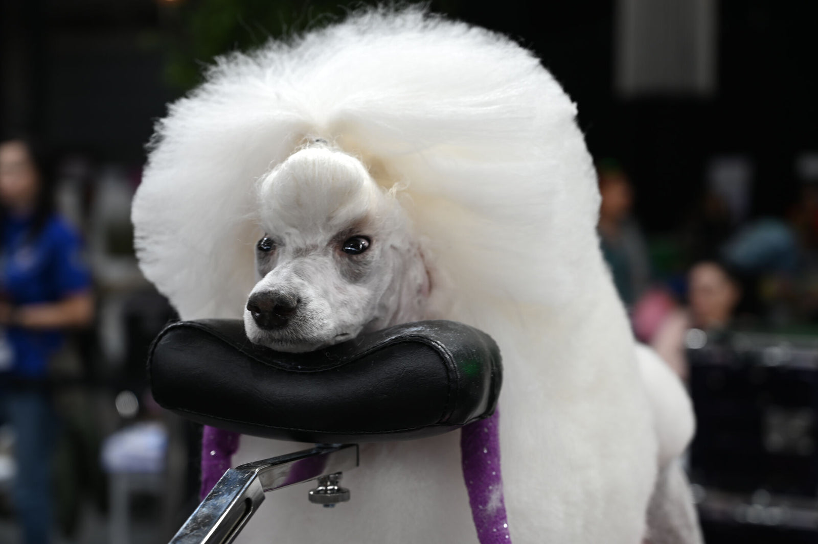 Groom-X Pro Comfort Chin Rest