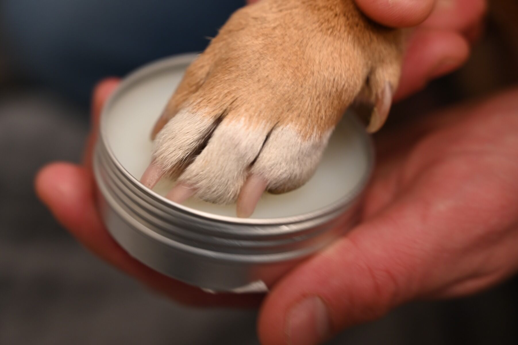 Show Tech Paw Wax 50g