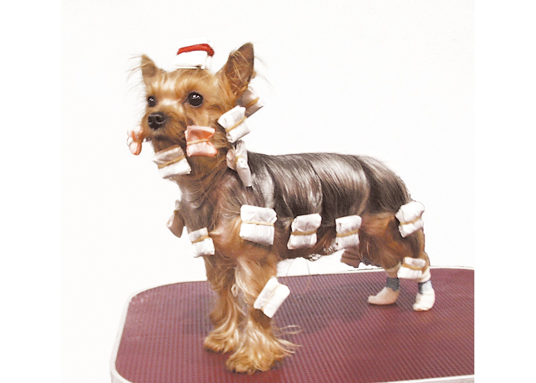 Custom Pet Boutique listing photo