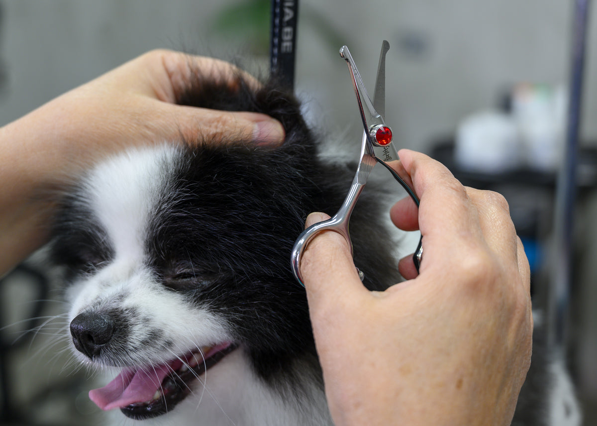 Yento Prime Series 11,50cm - 4,5&quot; Straight Scissor with Safety Tip