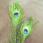 Natural Peacock Feathers